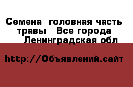 Семена (головная часть))) травы - Все города  »    . Ленинградская обл.